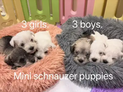 *M* Miniature schnauzer puppies ready this week *M*, View more