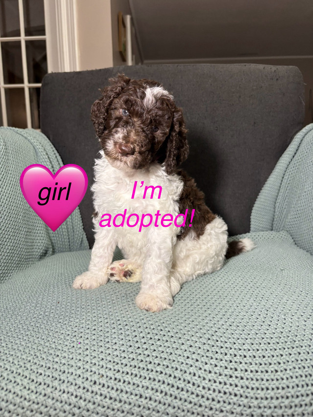 Standard poodle puppies, almost ready to go!! in Dogs & Puppies for Rehoming in Yarmouth - Image 2