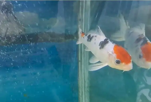 Koi fish 7-8inches in Fish for Rehoming in Oshawa / Durham Region - Image 8