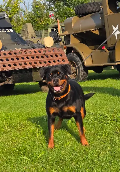 17 months old. CKC registered. German lineage. Grandfather is 2x Klubsieger Gringo. Active dog looki...