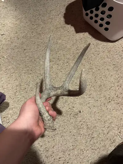 Naturally shed whitetail deer antler