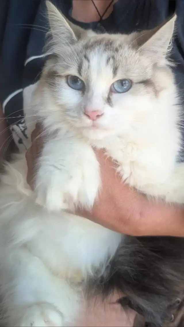 Chatte ragdoll in Cats & Kittens for Rehoming in Laurentides - Image 3