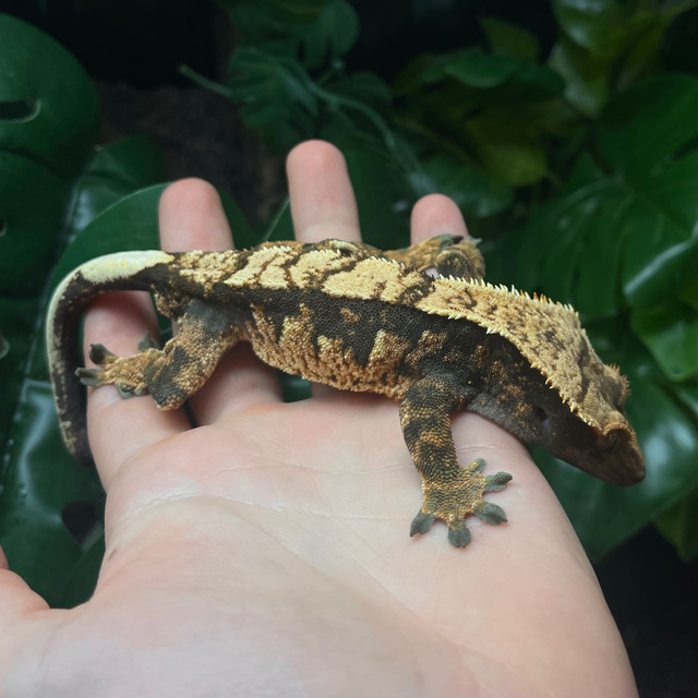 Gecko à Crête Harlequin ♂ dans Reptiles et amphibiens à adopter  à Ville de Montréal