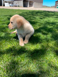 Beautiful yellow Lab-golden retriever mix     Only 1 female left