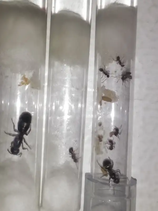 Ant Farm, Pet Ants with Queens in Test Tube setups in Other Pets for Rehoming in Edmonton - Image 10