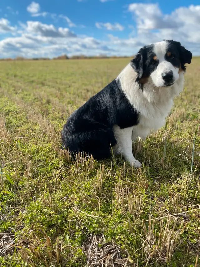 CKC Australian Shepherds Waitlist Open in Dogs & Puppies for Rehoming in Edmonton - Image 4