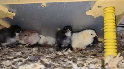 Bantam cochin chicks fresh from the incubator! These were babies i was going to raise for myself, bu...