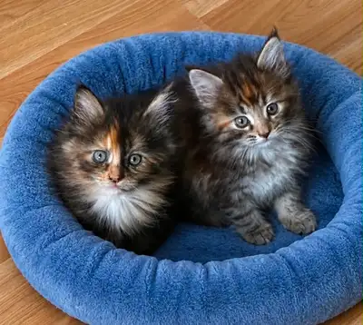 Purebred Maine Coon Kittens - Vet Checked and Vaccinated, View more