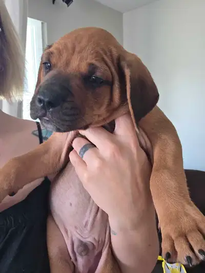 rhodesian ridgeback puppy, View more