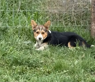 1 left corgi pups, View more