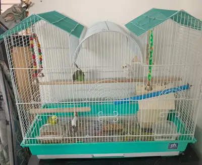 Budgies with cage for sale, View more