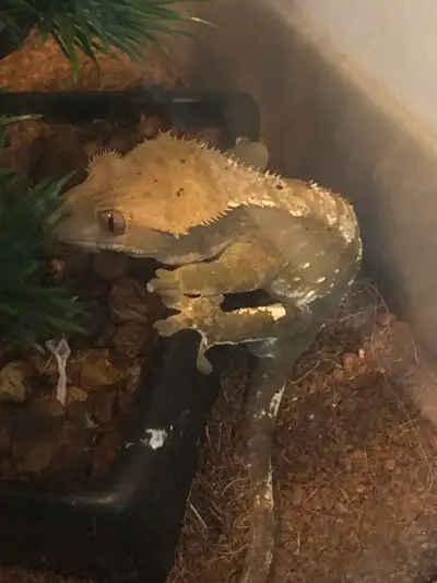 2 year old crested gecko (MUST SEE)