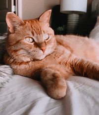 Free to good home. Loving orange tabby cat.