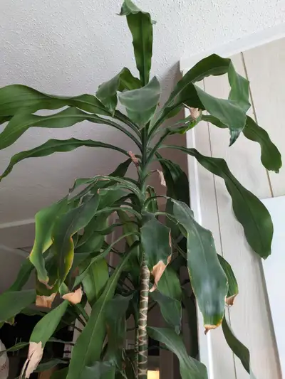 Large corn plant looking for new home, View more