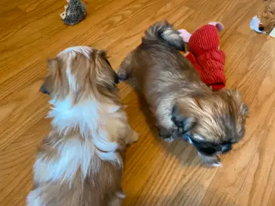 Adorable Shih Tzu Puppies VET CHECKED, View more
