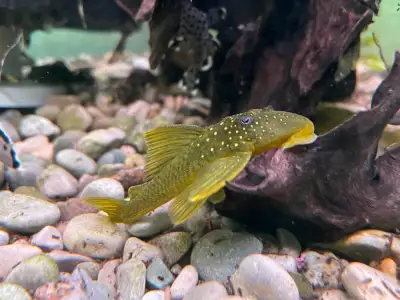 L200 Green Phantom Pleco , View more