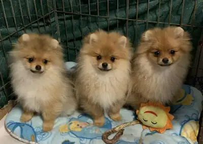 CKC registered toy Pomeranians, View more