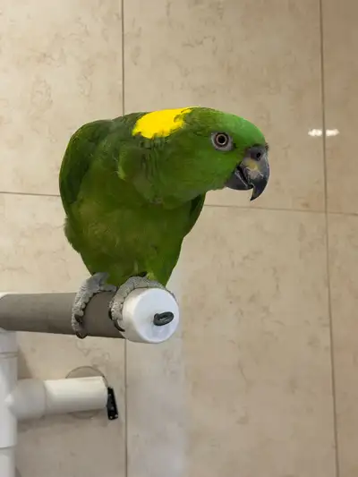 Amazon Yellow-naped Parrot, View more