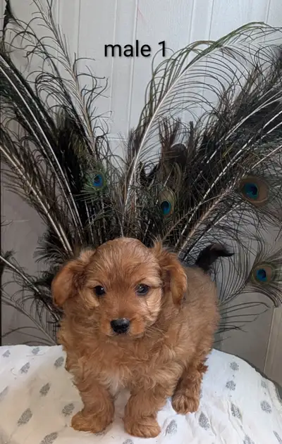 Yorkie poo, View more