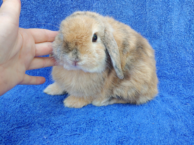 Extraordinaire bébé lapin bélier hollandais male * Holland lop dans Petits animaux à adopter  à Ville de Montréal