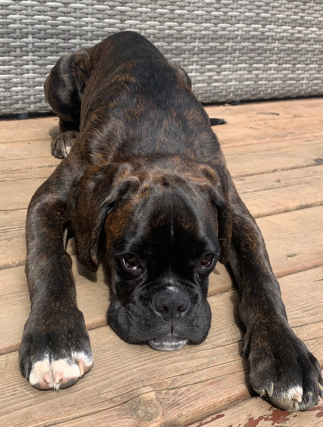 Missing Boxer in Lost & Found in Thunder Bay - Image 3