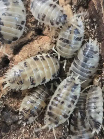 Dairy Cow Isopods (Porcellio laevis), View more