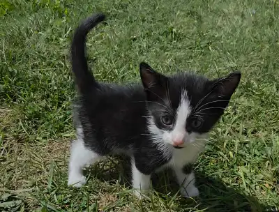 Female Tuxedo Kitten, View more