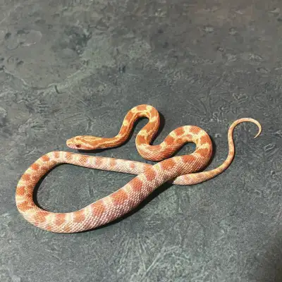 Butter Corn Snake, View more