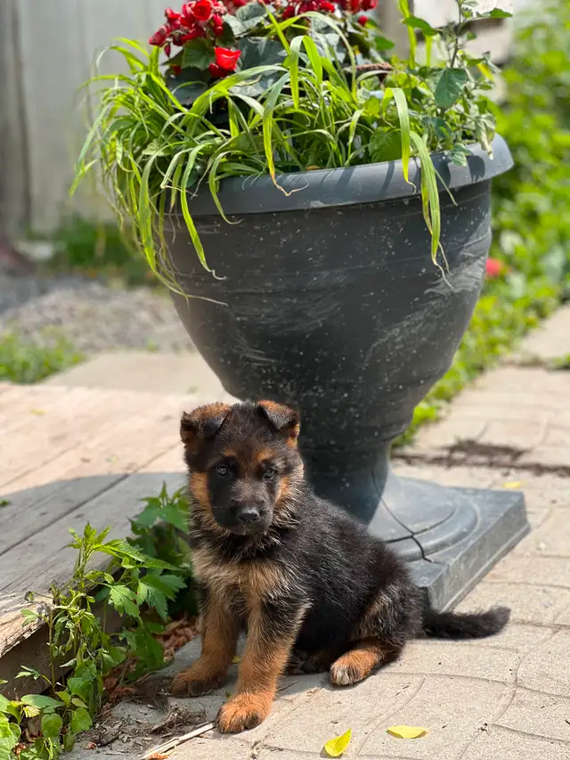 Chiots Berger Allemand Enr. CKC Reg. German Shepherd puppies in Dogs & Puppies for Rehoming in Laval / North Shore - Image 3