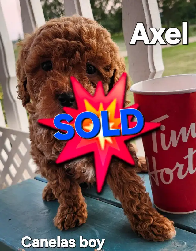 Shihtzu/Poodle Puppies in Dogs & Puppies for Rehoming in Edmonton - Image 11