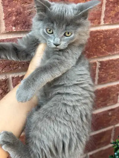 Yes, 2kittens r available m/f vaccine ✔️ , View more