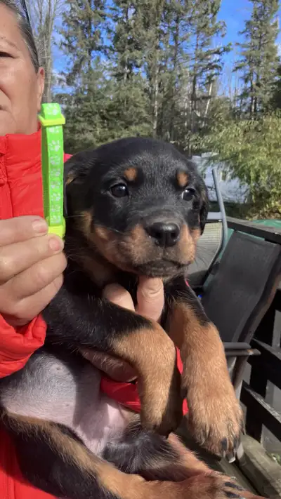 Purebred Rottweiler puppies, View more