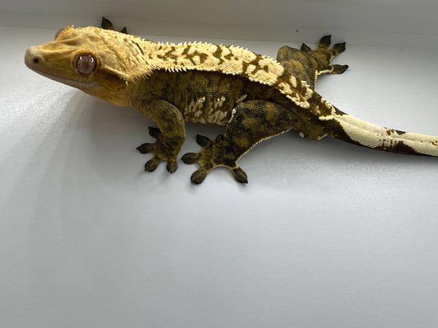 Crested Gecko in Reptiles & Amphibians for Rehoming in Oakville / Halton Region - Image 2