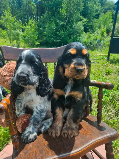 Puppy chiot Cocker Anglais CKC, View more