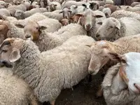 Sheep - ewes, lambs, rams - reducing flock