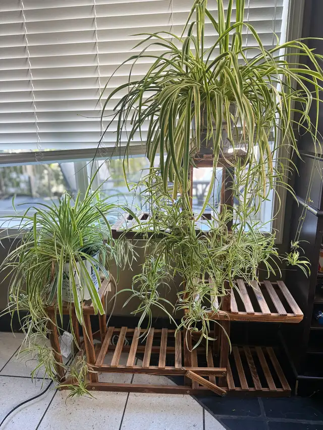 plant stand with two plants