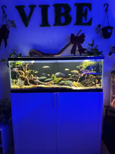 50g aquarium set up, View more