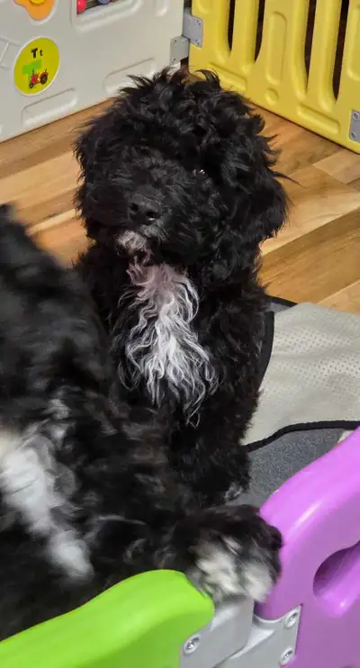 4 male Black/White Cockapoos, View more