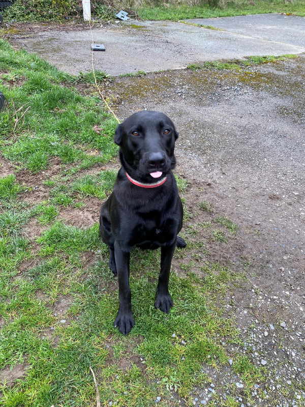 Black Labrador mix female dog in Dogs & Puppies for Rehoming in Nanaimo - Image 2