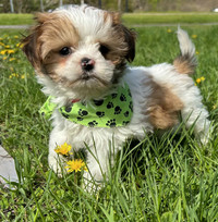 Morkie puppy, affectionate, intelligent,and loves to cuddle