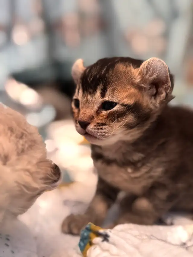 highland lynx in Cats & Kittens for Rehoming in Laval / North Shore - Image 8