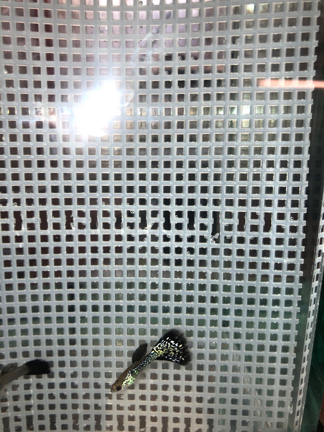 Two Trios of Black and White Guppies for Sale in Fish for Rehoming in Oshawa / Durham Region - Image 3