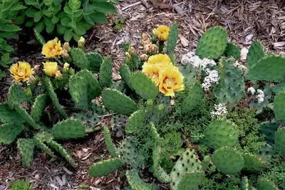 Ontario flowering native cactus, View more