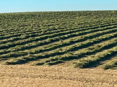 Located West of Carstairs Alberta. Quality horse hay. 2024 first cut Timothy. 53 pound small square...