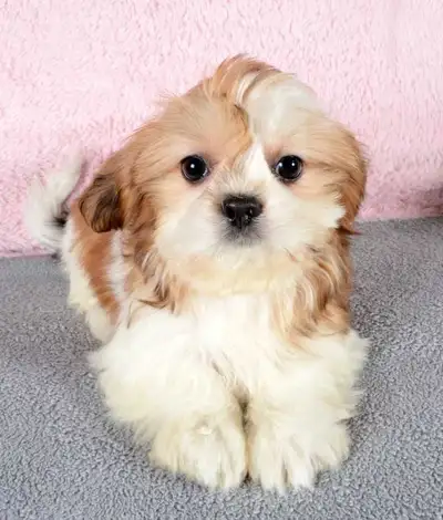 Gorgeous Shih-Poo Puppies with Soft and Silky Coats, View more
