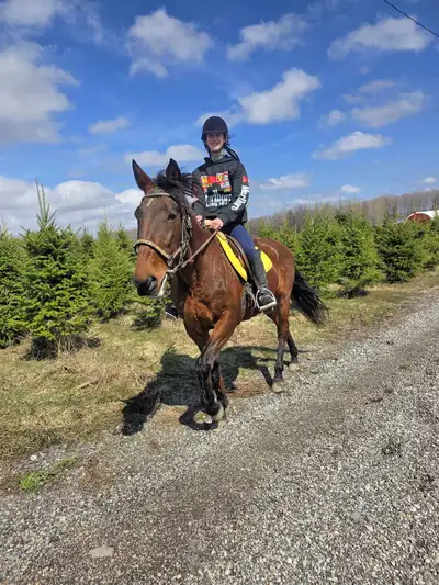Beautiful standardbred mare looking for her family, View more