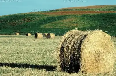 58 big round hardcore hay bales for sale Located north west of Elrose or South East of Rosetown $140...