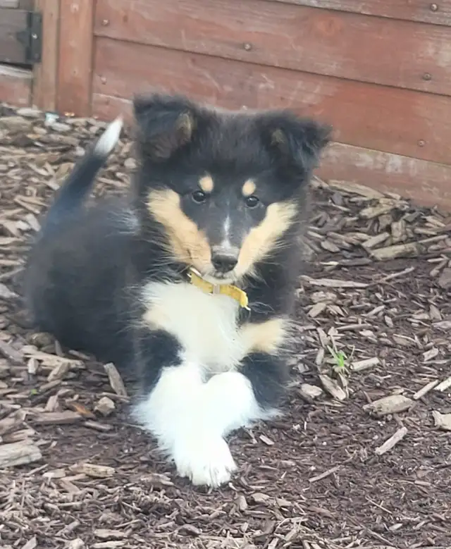 Chiots berger de shetland in Dogs & Puppies for Rehoming in Granby - Image 2