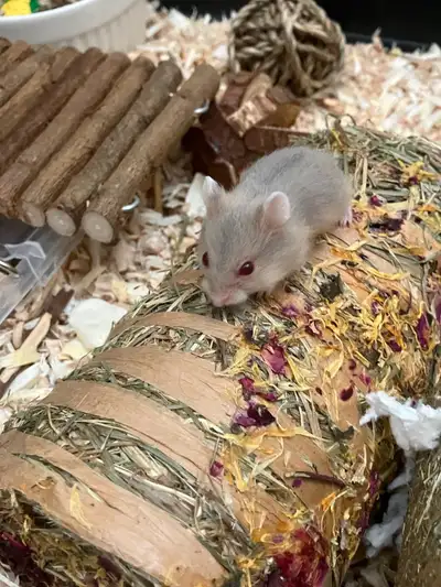 baby russian dwarf hamsters born on March 13, 2025, will be ready for new homes on April 10, 2025 at...