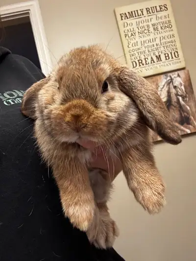 Purebred Holland Lop Bunny , View more